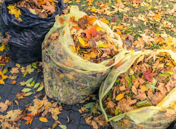 Yard Cleanup Service in Madison