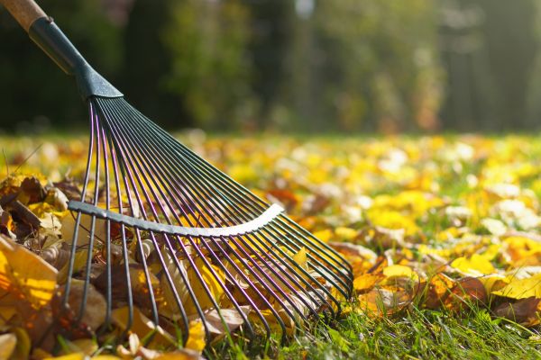 Leaf Raking Service in Madison