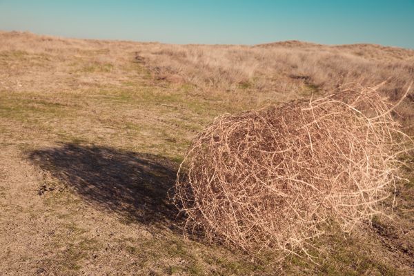 Tumbleweed Removal in Madison