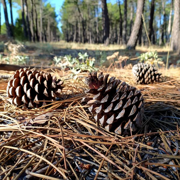 Pine Cone Removal in Madison