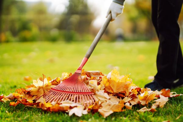 Ditch Leaf Removal in Madison