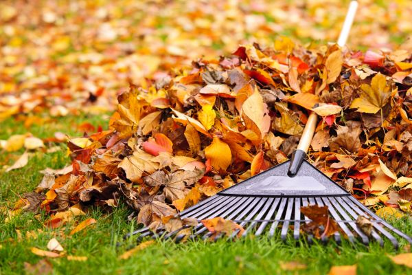 Yard Leaf Removal in Madison