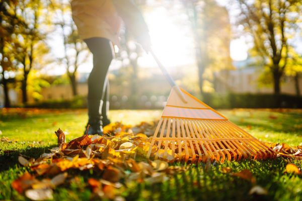 Leaves Raking in Madison