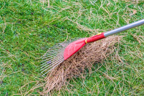 Yard Raking in Madison