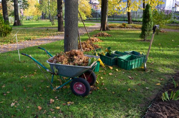 Leaf Clearing Service in Madison