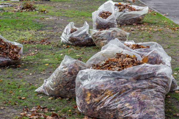 Leaf Pile Disposal in Madison