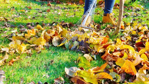 Lawn Cleanup Service in Madison